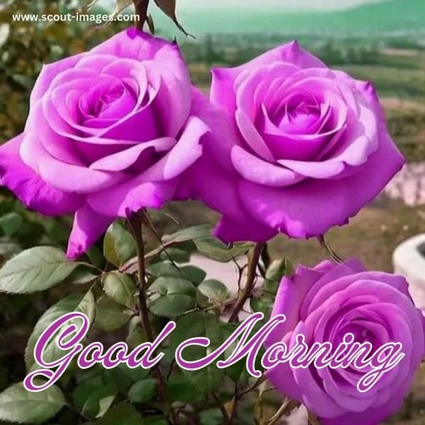 Good Morning Wishes