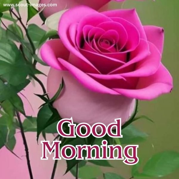 Good Morning Wishes