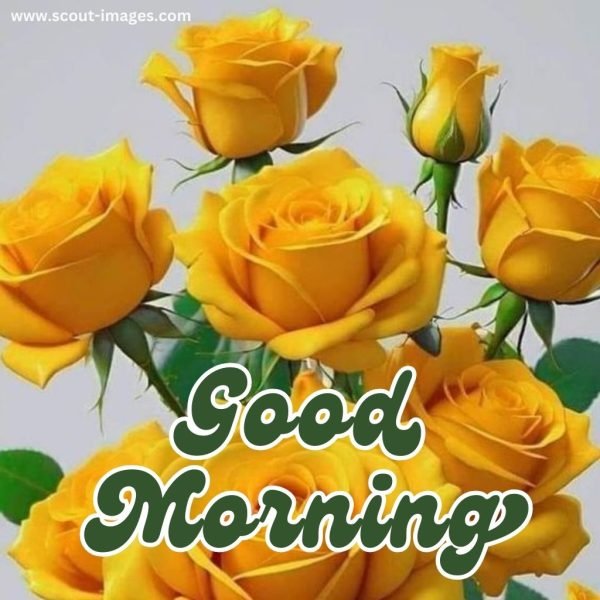 Good Morning Wishes